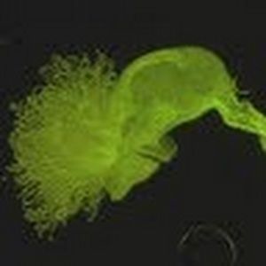 Meet your Posher, Joie